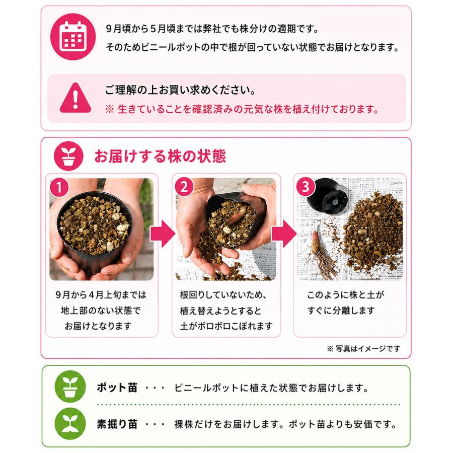 キショウブ 10.5cmポット苗 湿地性多年草/ビオトープ/黄菖蒲/※今季開花