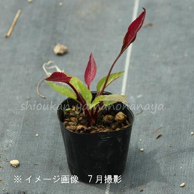 黄花二重咲きホタルブクロ 9cmポット苗 ダブル咲き/カンパニュラ/矮性