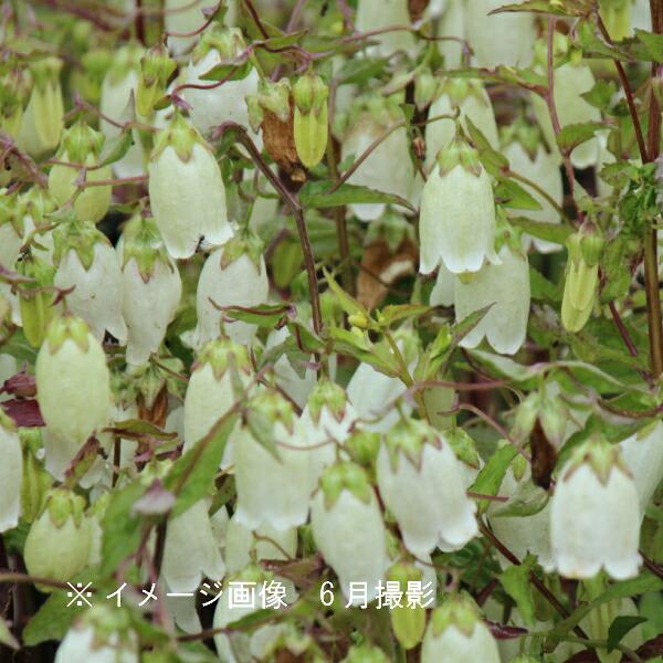 薄黄花ホタルブクロ 9cmポット苗 山野草/耐寒性多年草/蛍袋