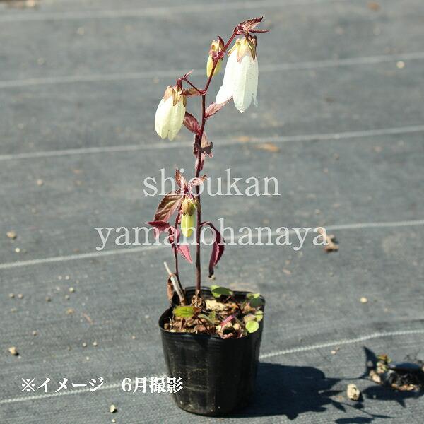 薄黄花ホタルブクロ 9cmポット苗 山野草/耐寒性多年草/蛍袋