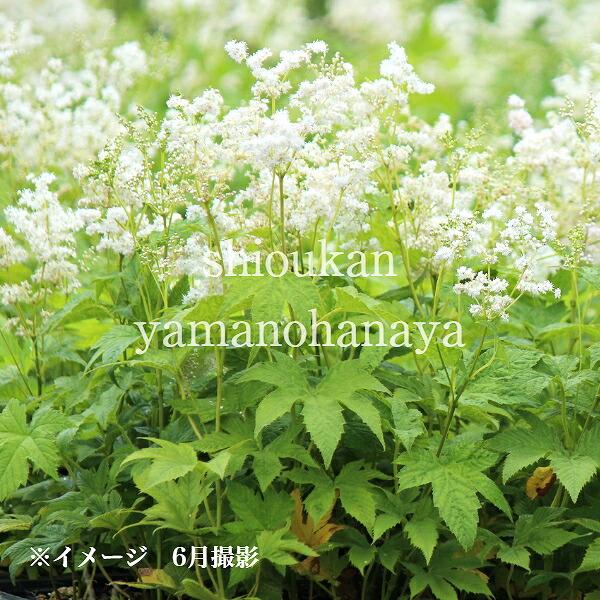 白花キョウカノコ 9cmポット苗 山野草/耐寒性多年草/シモツケソウ