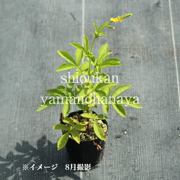 キンミズヒキ 9cmポット苗 山野草/耐寒性多年草/金水引き/※4/26 キンミズヒキ 9cmポット苗 山野草/耐寒性多年草/金水引き/※4/26