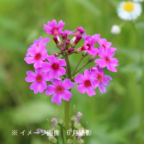 桃花クリンソウ 9〜10.5cmポット苗2ポットセット 山野草/耐寒性多年草