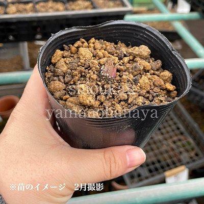 桃花クリンソウ 9〜10.5cmポット苗2ポットセット 山野草/耐寒性多年草