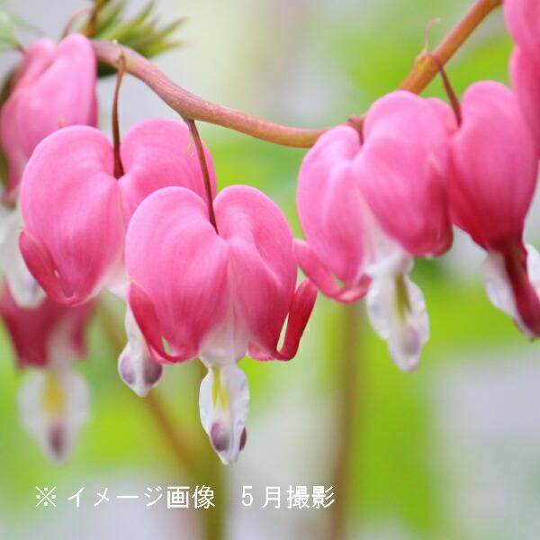 桃花ケマンソウ 10.5cmポット苗 山野草/耐寒性多年草/タイツリソウ