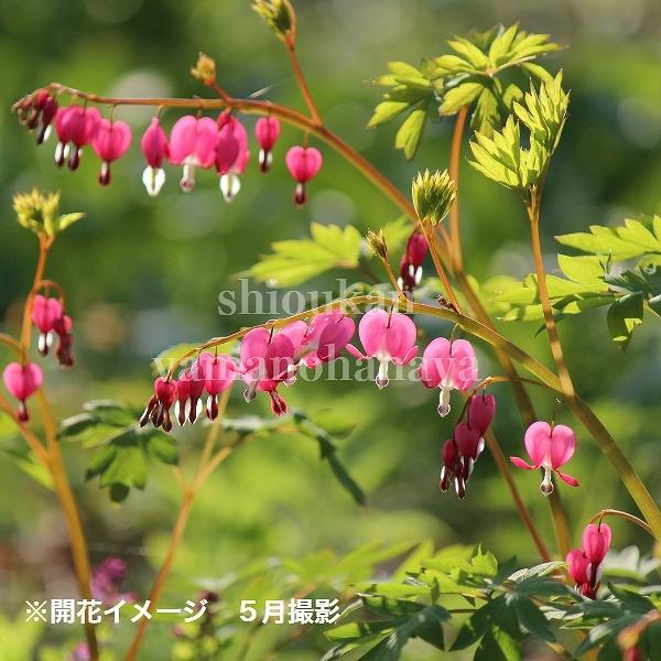 1ポット 桃花ケマンソウ 9 10 5cmポット苗 山野草 耐寒性多年草 タイツリソウ ディセントラ 紫桜館 山の花屋 通販 Yahoo ショッピング