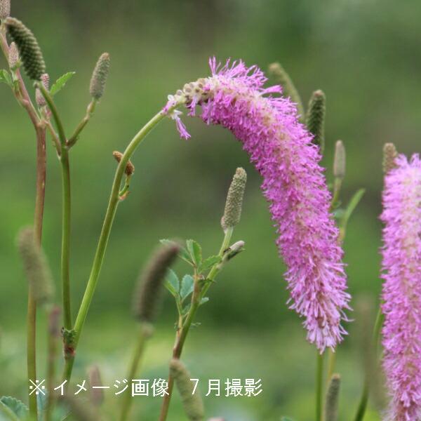 (1ポット)カライトソウ　10.5cmポット苗　 山野草/耐寒性多年草/唐糸草/※4/27葉が展開中｜shioukan-hanaya｜02