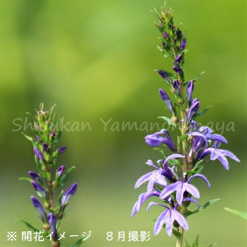 1ポット サワギキョウ 9 10 5cmポット苗 湿地性多年草 ビオトープ 沢桔梗 休眠期中 地上部なし 紫桜館 山の花屋 通販 Yahoo ショッピング