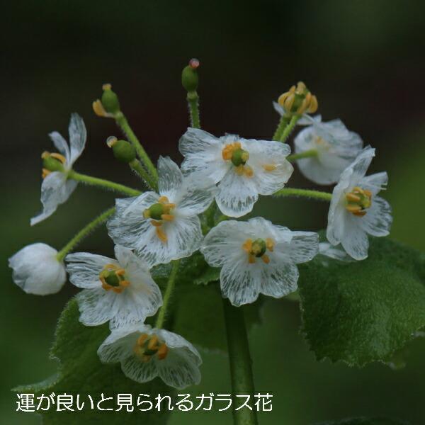 サンカヨウ 10.5cmポット苗 春咲き山野草/耐寒性多年草/スケルトン