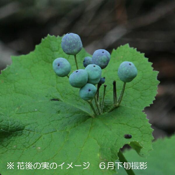 サンカヨウ 10.5cmポット苗 春咲き山野草/耐寒性多年草/スケルトン