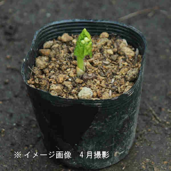 サンカヨウ 10.5cmポット苗 春咲き山野草/耐寒性多年草/スケルトン