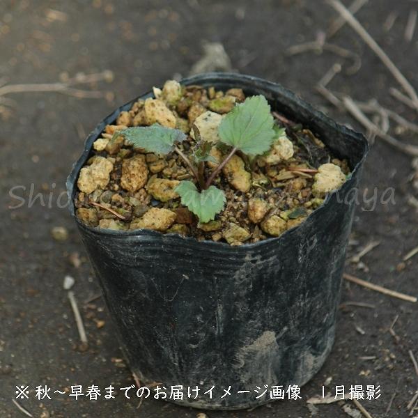 1ポット 絞り咲きホタルブクロ 9cmポット苗 山野草 耐寒性多年草 蛍袋 カンパニュラ 紫桜館 山の花屋 通販 Yahoo ショッピング