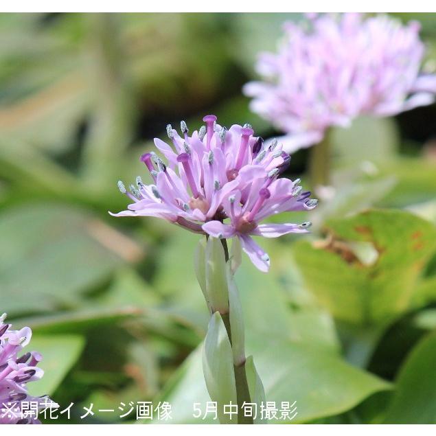 日本正規品人気が高い 100ポット ショウジョウバカマ 紫桜館 花 9cmポット苗100ポットセット 山菜 112 100p 100ポット ショウジョウバカマ 山野草 常緑性多年草 猩々袴 今季開花終了 112 100p 紫桜館 山の花屋 ネット取扱店