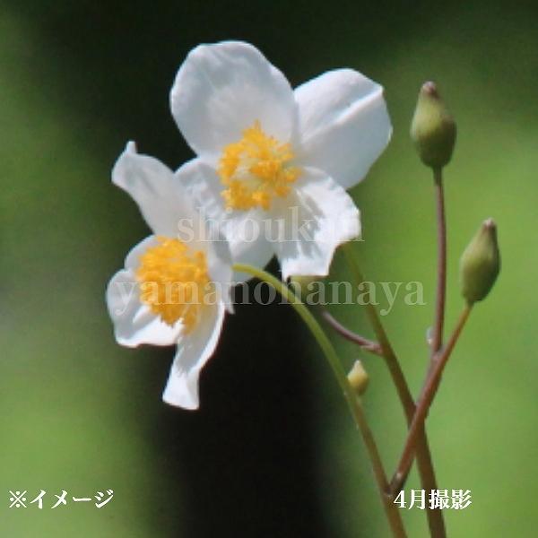 オープニング大放出セール ポット シラユキゲシ 10 5cmポット苗ポットセット 山野草 耐寒性多年草 スノーポピー 最安値に挑戦 Turningheadskennel Com