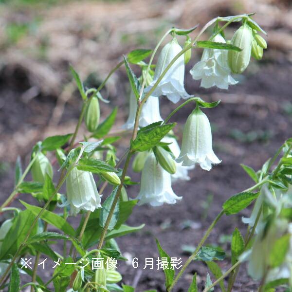 白花二重咲きホタルブクロ 9cmポット苗 ダブル咲き/蛍袋/カンパニュラ