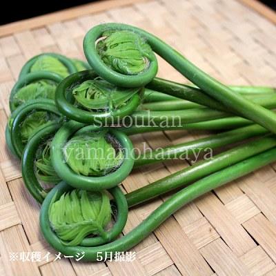 ゼンマイ 10.5cmポット苗 山菜苗/耐寒性多年草/シダ植物/薇/※6/6葉を