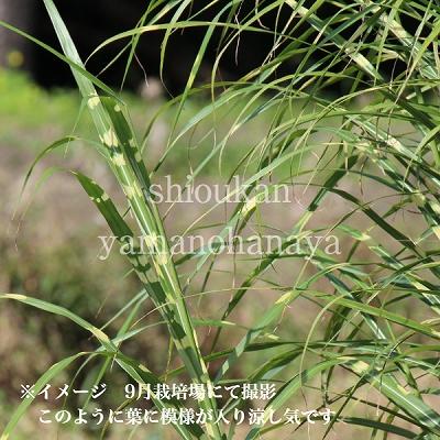 1ポット タカノハススキ 10 5cmポット苗 植え付け1年後以降の開花見込み苗 矢羽薄 鷹の羽ススキ 23年4月再販予定 紫桜館 山の花屋 通販 Yahoo ショッピング