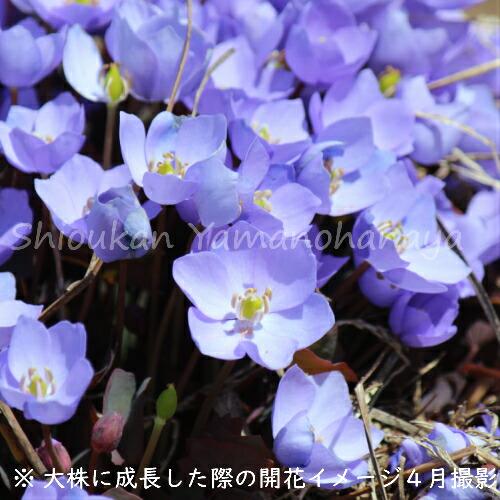 タツタソウ 7.5〜9cmポット苗 春咲き山野草/耐寒性多年草/竜田草/※6/6