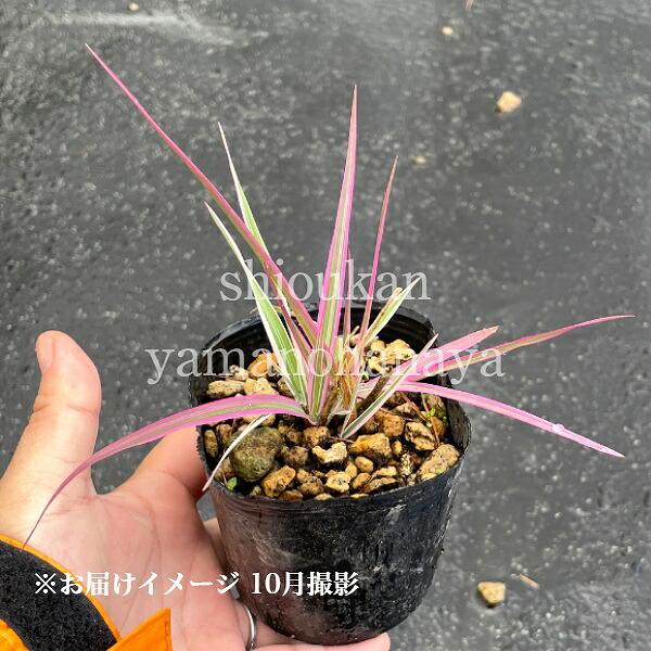 トワダアシ 9cmポット苗 山野草/耐寒性多年草/十和田アシ/※6/13葉が