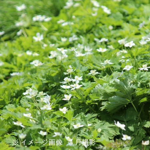 ニリンソウ 10.5cmポット苗 2芽植え/山野草/二輪草/アネモネ/※休眠