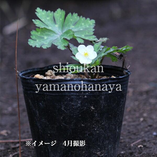 ニリンソウ 10.5cmポット苗 2芽植え/山野草/二輪草/アネモネ/※休眠