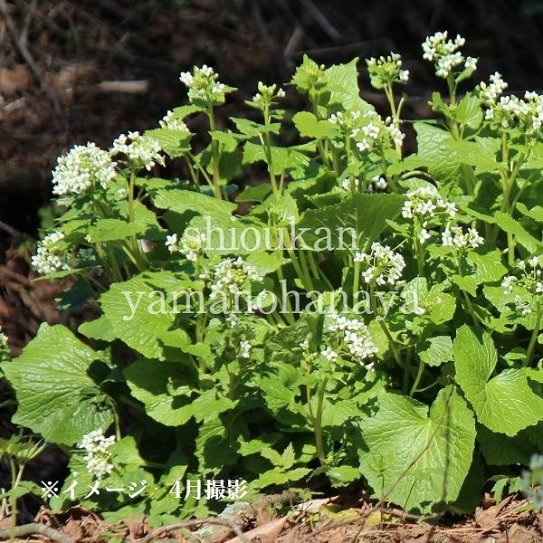 在庫有 28ポット ハタケワサビ 10 5cmポット苗28ポットセット 山菜苗 耐寒性多年草 畑山葵 流行に Kuljic Com