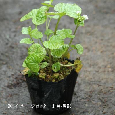 畑ワサビ 9cmポット苗 山菜苗/耐寒性多年草/畑山葵/わさび/※6/20休眠