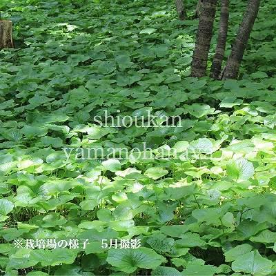 畑ワサビ 9cmポット苗 山菜苗/耐寒性多年草/畑山葵/わさび/※6/20休眠