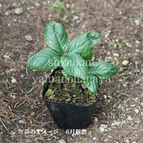 (20ポット)ヒトリシズカ　9cmポット苗20ポットセット　 山野草/耐寒性多年草/一人静/※今季開花終了 6/6葉に傷み有り_3