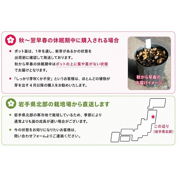 (20ポット)ヒトリシズカ　9cmポット苗20ポットセット　 山野草/耐寒性多年草/一人静/※今季開花終了 6/6葉に傷み有り_5