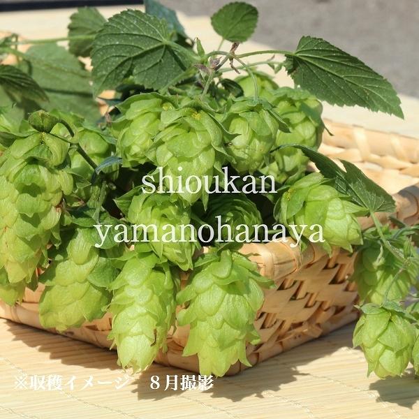 58 以上節約 2ポット 山のホップ 10 5cmポット苗2ポットセット 山菜苗 耐寒性多年草 唐花草 4 9芽吹き始め Wantannas Go Id