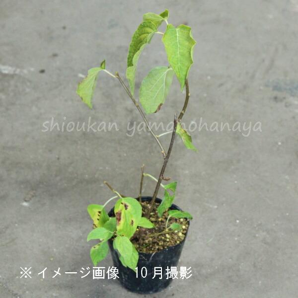マタタビ 10.5cmポット苗 果樹苗/木天蓼/※6/20葉が展開中 : 紫桜館 山