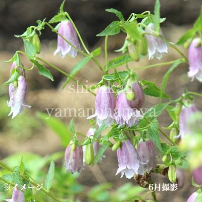 桃花二重咲きホタルブクロ 9cmポット苗 ダブル咲き/蛍袋/カンパニュラ