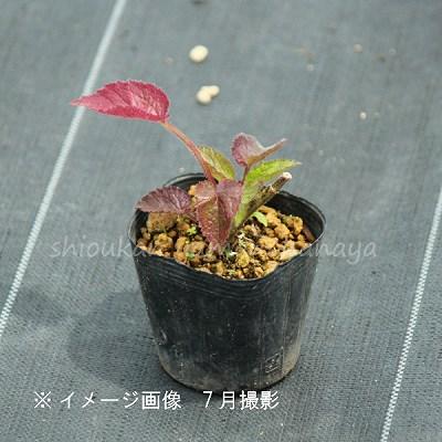 桃花二重咲きホタルブクロ 9cmポット苗 ダブル咲き/蛍袋/カンパニュラ