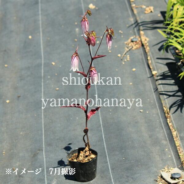 桃花ホタルブクロ 9cmポット苗 山野草/耐寒性多年草/蛍袋/カンパニュラ