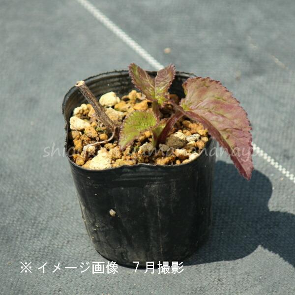 桃花ホタルブクロ 9cmポット苗 山野草/耐寒性多年草/蛍袋/カンパニュラ