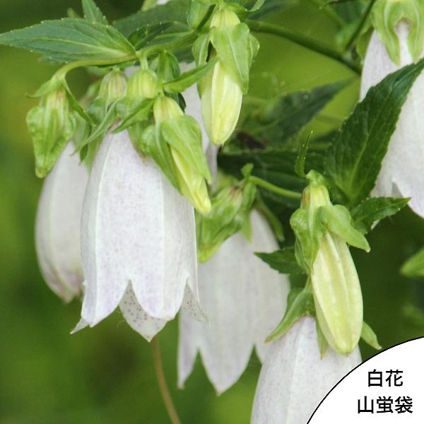 100ポット ヤマホタルブクロ 苗 9cmポット苗100ポットセット 花 ガーデニング 山野草 耐寒
