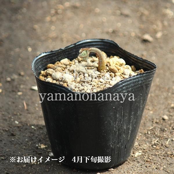 1ポット ワラビ 10 5cmポット苗 山菜苗 耐寒性多年草 蕨 紫桜館 山の花屋 通販 Yahoo ショッピング