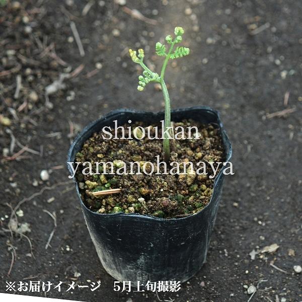 1ポット ワラビ 10 5cmポット苗 山菜苗 耐寒性多年草 蕨 紫桜館 山の花屋 通販 Yahoo ショッピング