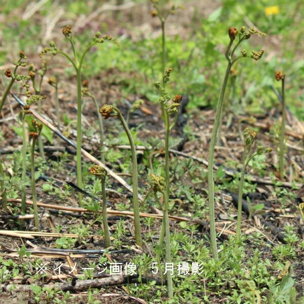 1ポット ワラビ 10 5cmポット苗 山菜苗 耐寒性多年草 蕨 紫桜館 山の花屋 通販 Yahoo ショッピング
