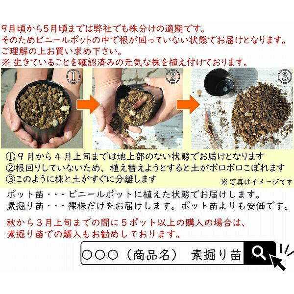 (1ポット)ヤマウド　10.5cmポット苗　 山菜苗/耐寒性多年草/うど/山独活/※4/20芽吹き始め｜shioukan-hanaya｜08