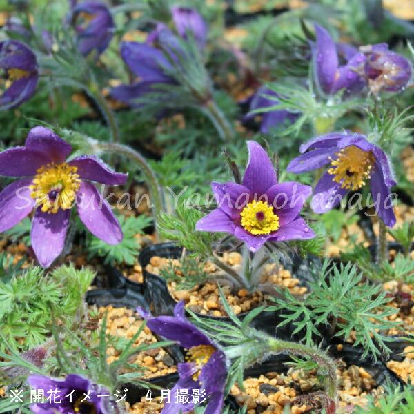 西洋オキナグサ 紫花 9cmポット苗 宿根草/翁草/プルサティラ/※今季開花