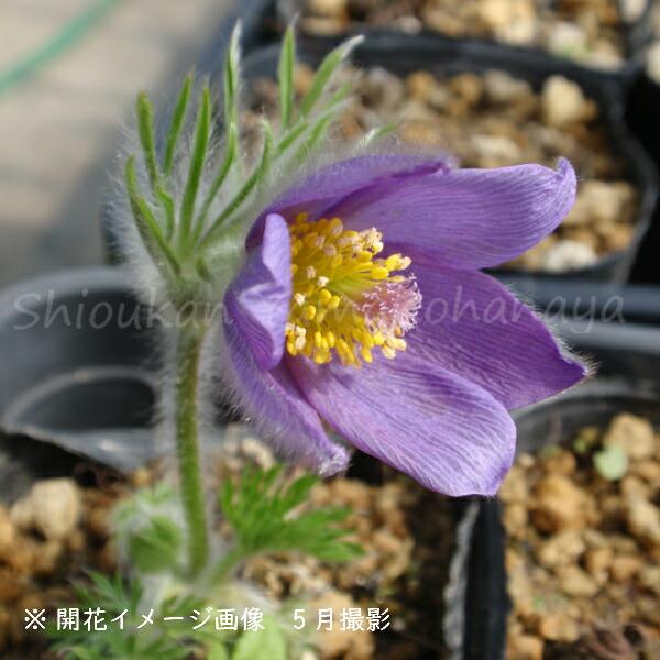 西洋オキナグサ 紫花 9cmポット苗 宿根草/翁草/プルサティラ/※今季開花