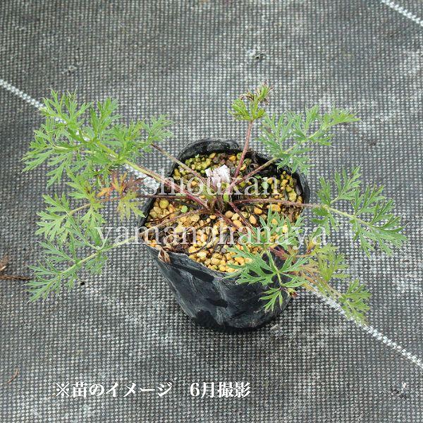 西洋オキナグサ 紫花 9cmポット苗 宿根草/翁草/プルサティラ/※今季開花