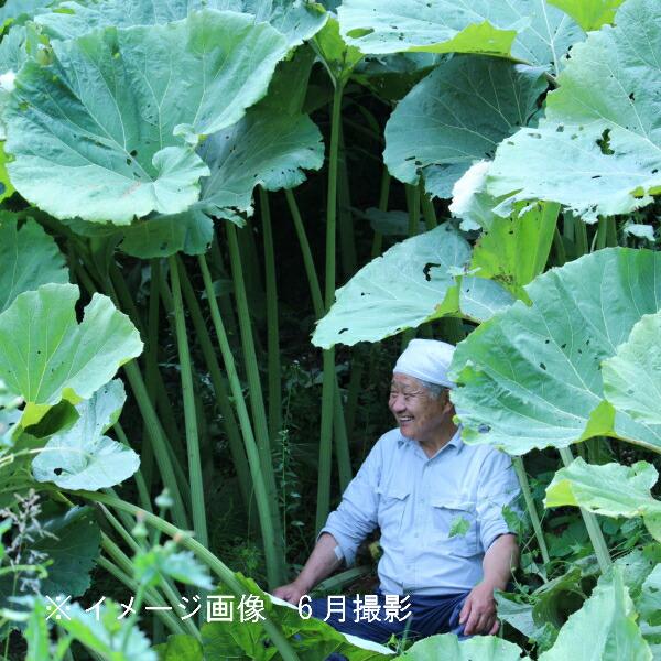 アキタフキ　10.5cmポット苗　 山菜苗/耐寒性多年草/秋田蕗/※5/9葉に傷み有り（Yahoo!・紫桜館 山の花屋）
