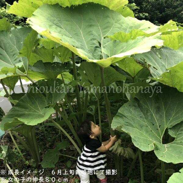 アキタフキ 10.5cmポット苗 山菜苗/耐寒性多年草/秋田蕗/※9月11日お