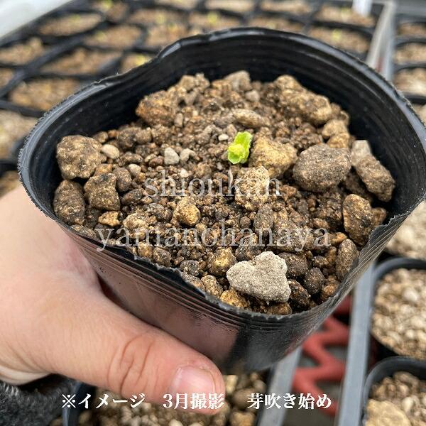 2ポット)岩手県産チョロギ 9cmポット仮植え苗2ポットセット 長老喜