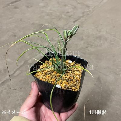 アルブカ フミリス 9〜10.5cmポット苗 宿根草/耐寒性多年草/新商品