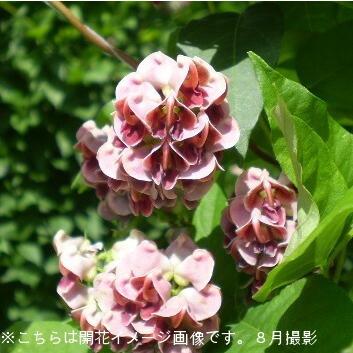 5ポット 岩手県産アピオス 9cmポット仮植え苗5ポットセット ほどいも 栽培期間中農薬不使用 山菜苗 6 17葉が茂っています Apios 9p 10 紫桜館 山の花屋 通販 Yahoo ショッピング