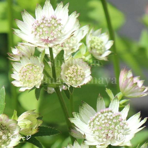 2025年12月】アストランティア（花の苗）のおすすめ人気ランキング